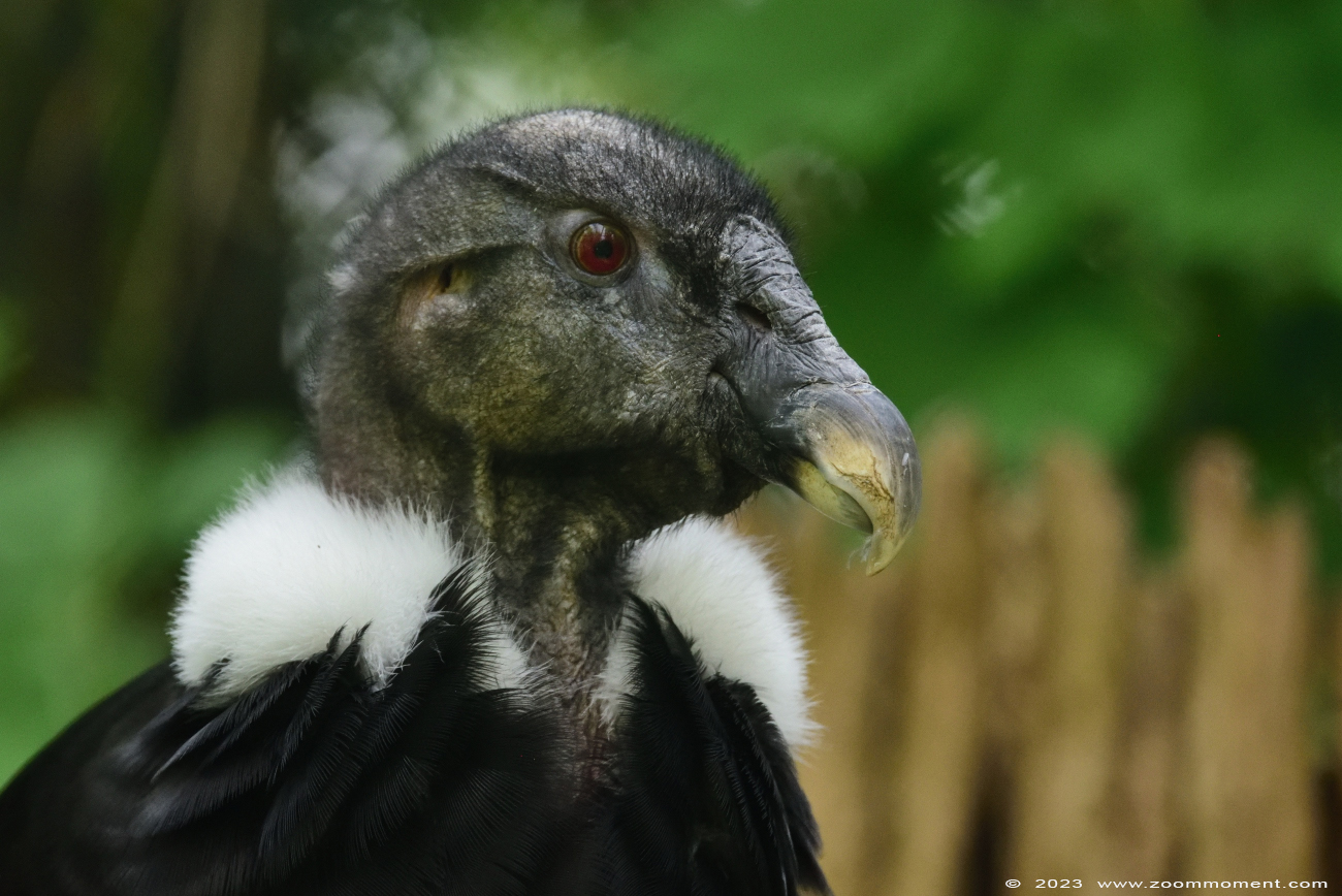 andescondor ( Vultur gryphus ) Andean condor
Trefwoorden: Vogelpark Walsrode zoo Germany andescondor Vultur gryphus Andean condor vogel bird