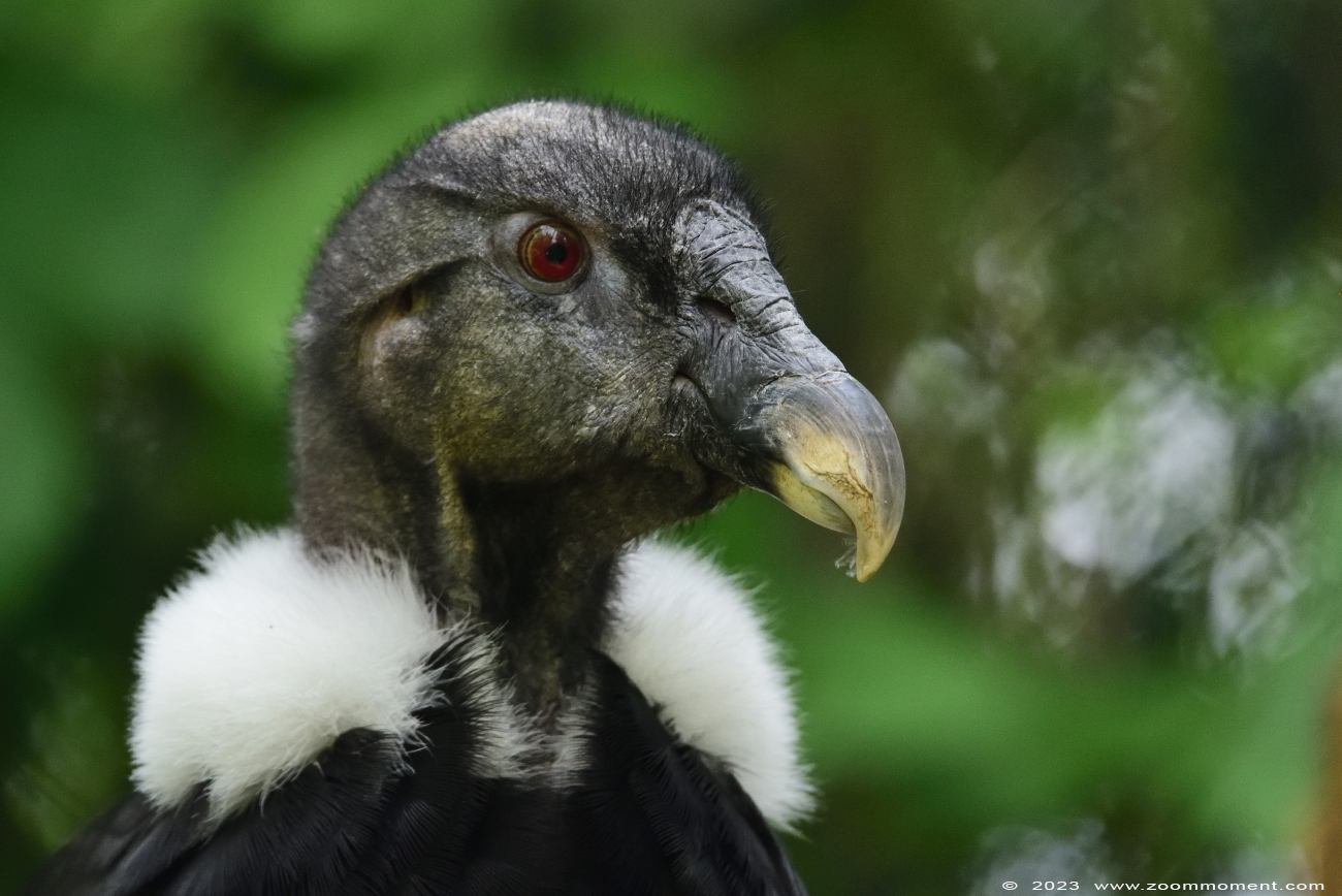 andescondor ( Vultur gryphus ) Andean condor
Palavras chave: Vogelpark Walsrode zoo Germany andescondor Vultur gryphus Andean condor vogel bird