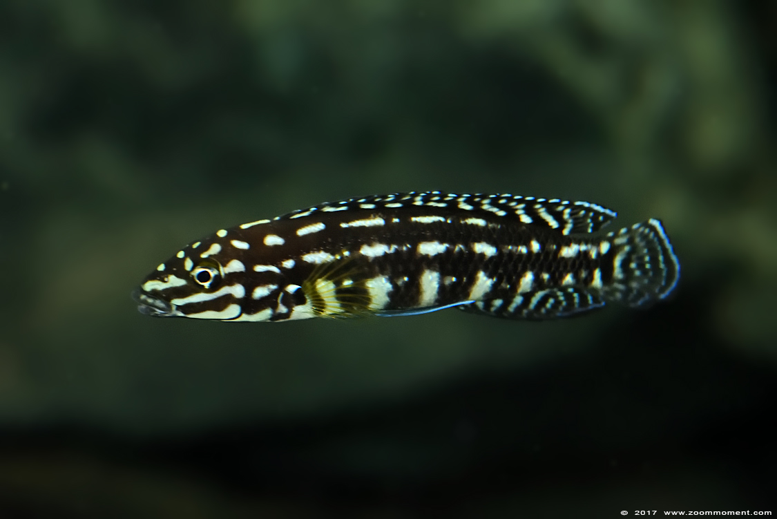 Straalvinnige Tanganyika-cichlide (  Julidochromis marlieri ) 
Trefwoorden: Wuppertal zoo straalvinnige Tanganyika-cichlide Julidochromis marlieri