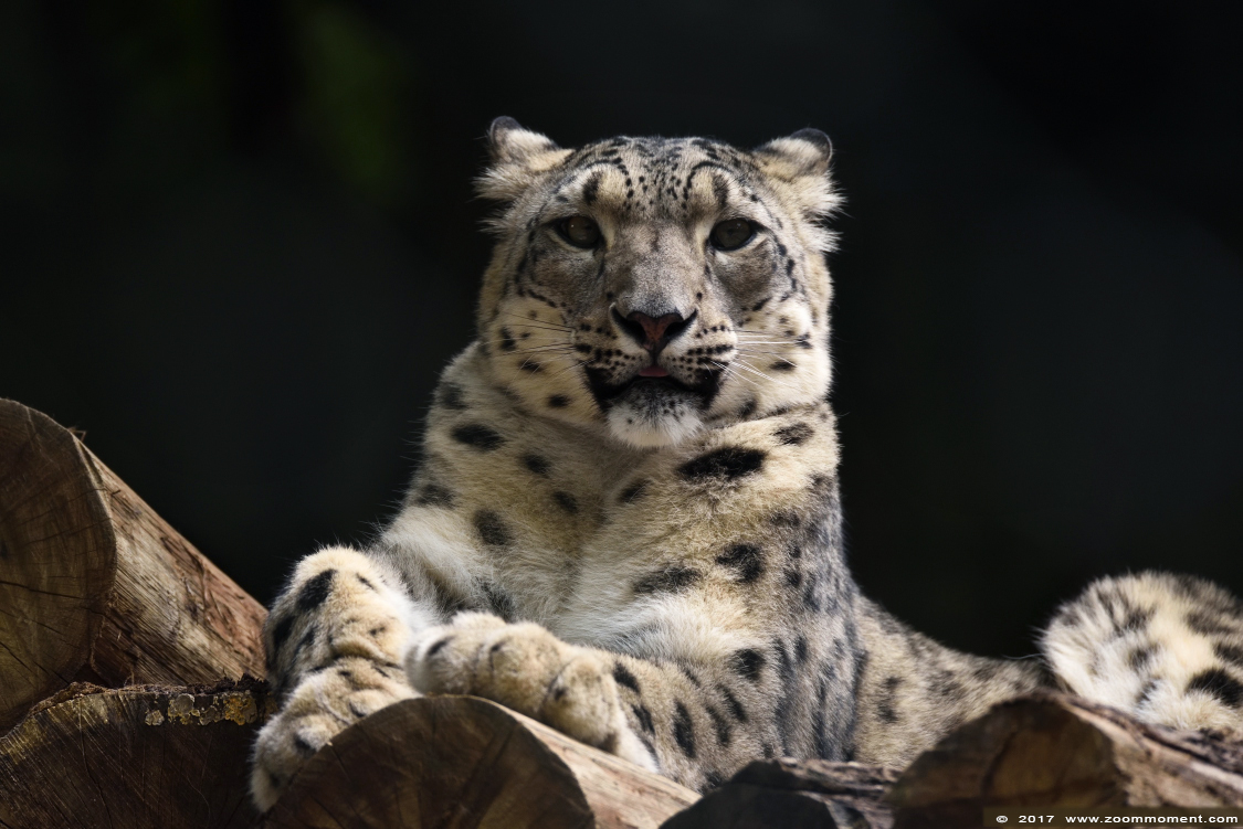 sneeuwluipaard of sneeuwpanter ( Panthera uncia of Uncia uncia ) snow leopard
Trefwoorden: Wuppertal zoo sneeuwluipaard sneeuwpanter Panthera uncia snow leopard