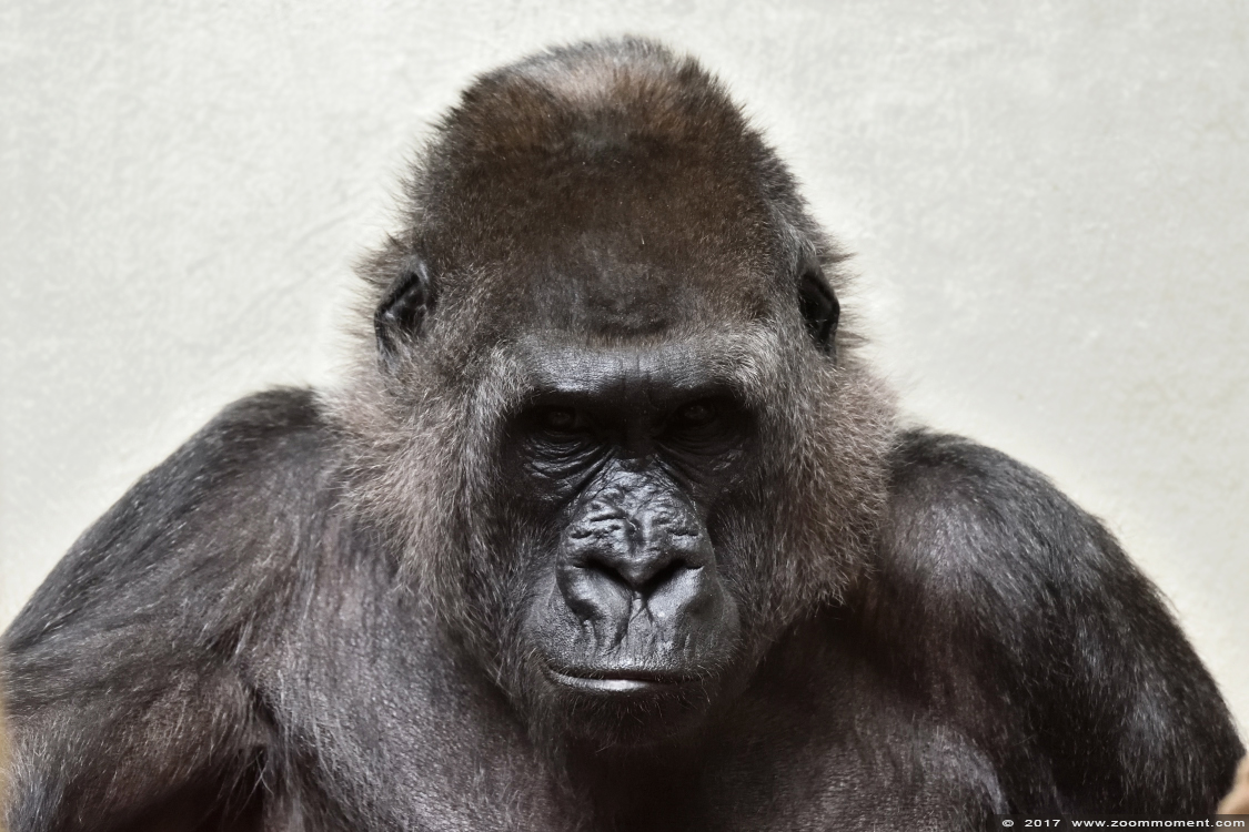 Gorilla gorilla
Keywords: Wuppertal zoo Gorilla gorilla