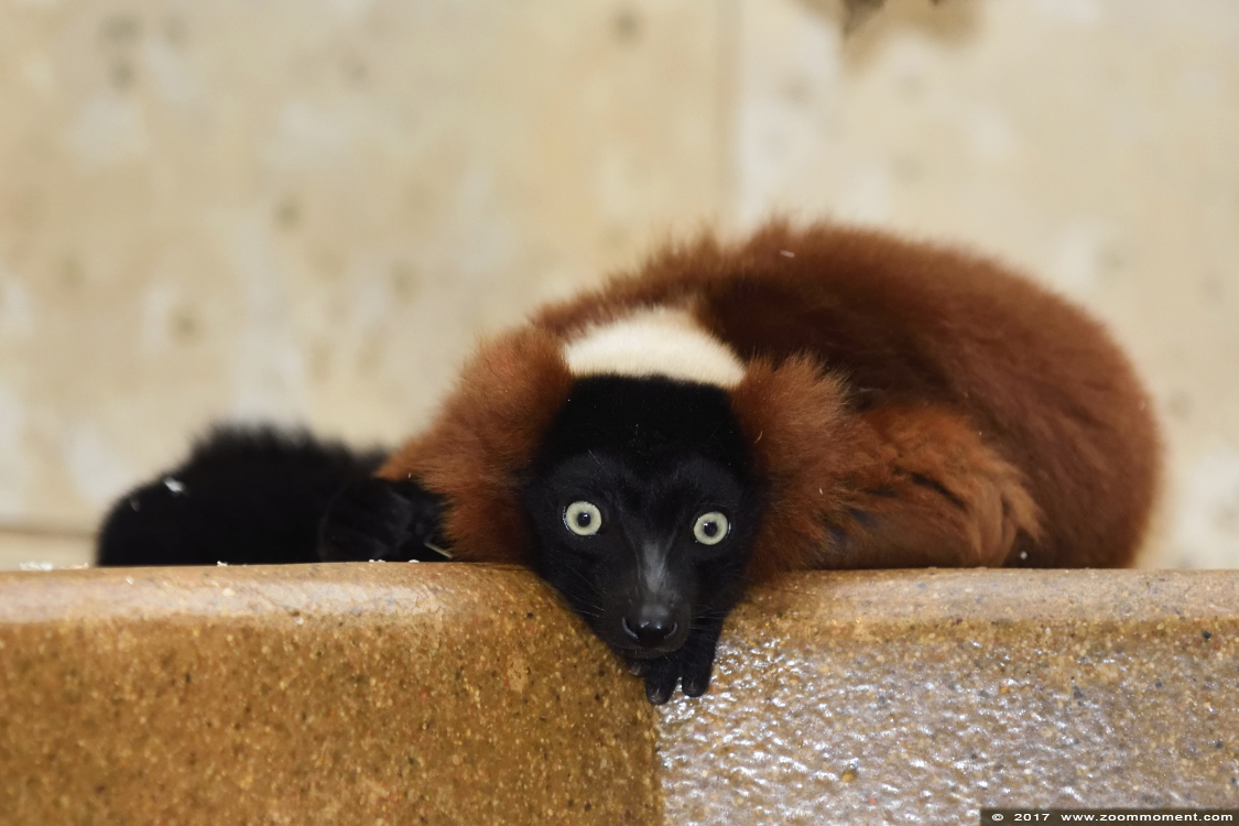 rode vari ( Varecia variegata rubra ) red ruffed lemur 
Trefwoorden: Wuppertal zoo rode vari Varecia variegata rubra red ruffed lemur