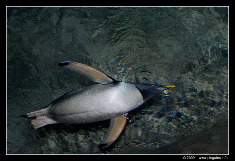 subAntarctische ezelspinguïn ( Pygoscelis papua papua ) gentoo penguin Subantarktischer Eselspinguin
Trefwoorden: Wuppertal zoo ezelspinguïn Pygoscelis papua gentoo penguin