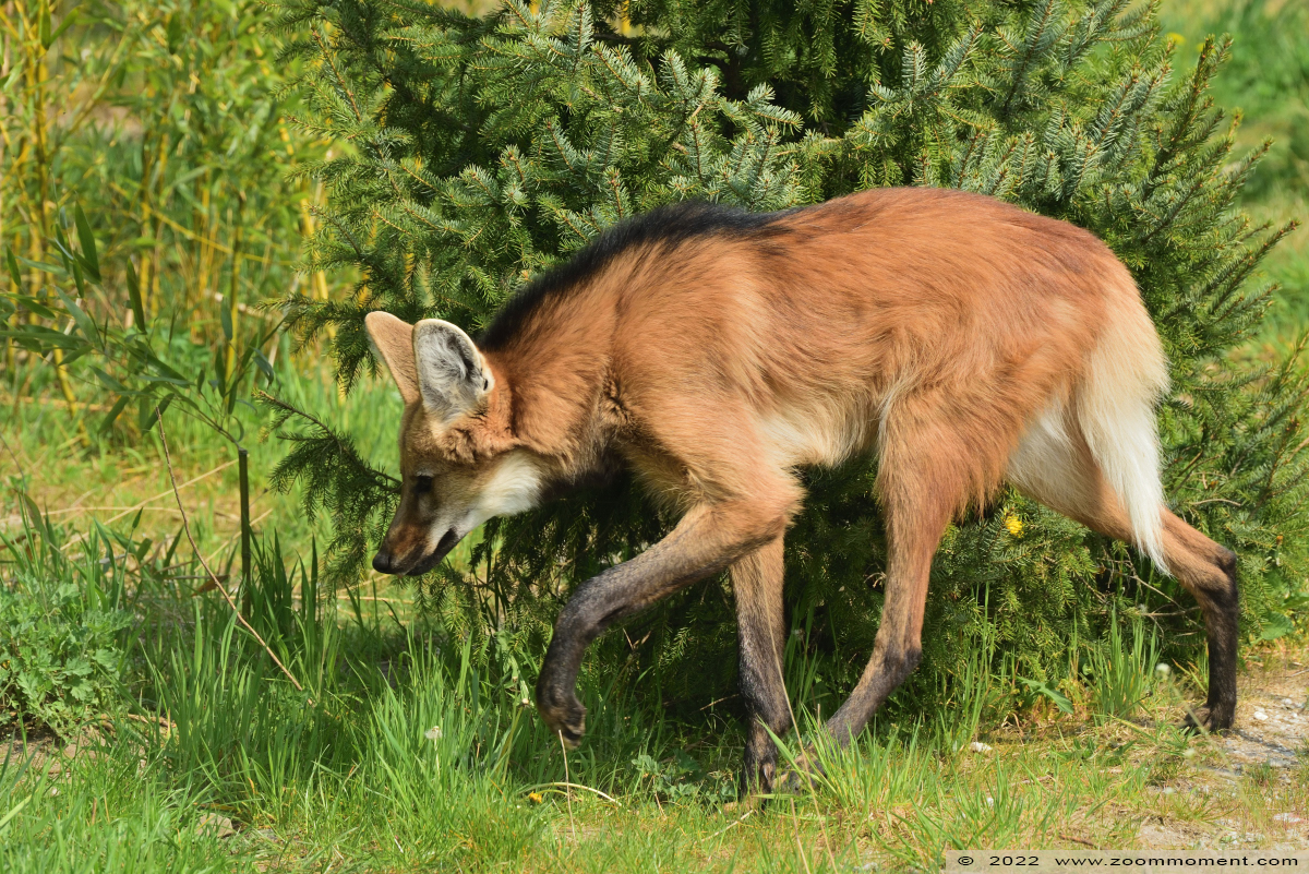 manenwolf  ( Chrysocyon brachyurus ) maned wolf
Trefwoorden: Ziezoo Volkel Nederland manenwolf Chrysocyon brachyurus maned wolf
