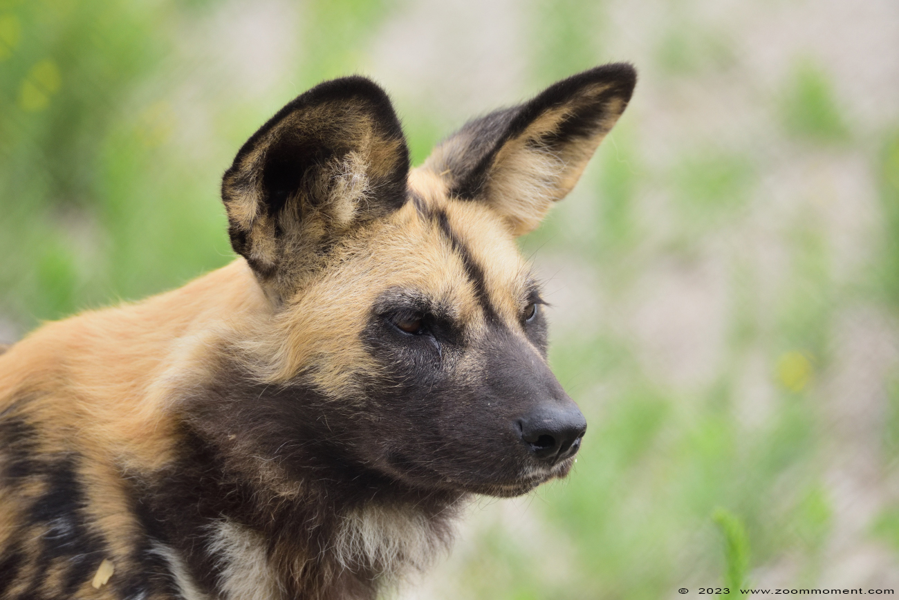 Afrikaanse wilde hond ( Lycaon pictus ) African wild dog
Avainsanat: Ziezoo Volkel Nederland Afrikaanse wilde hond Lycaon pictus African wild dog
