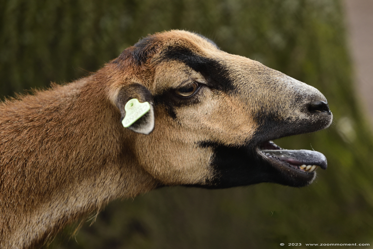 kameroen schaap Cameroon 
Trefwoorden: Ziezoo Volkel Nederland kameroen schaap cameroon sheep