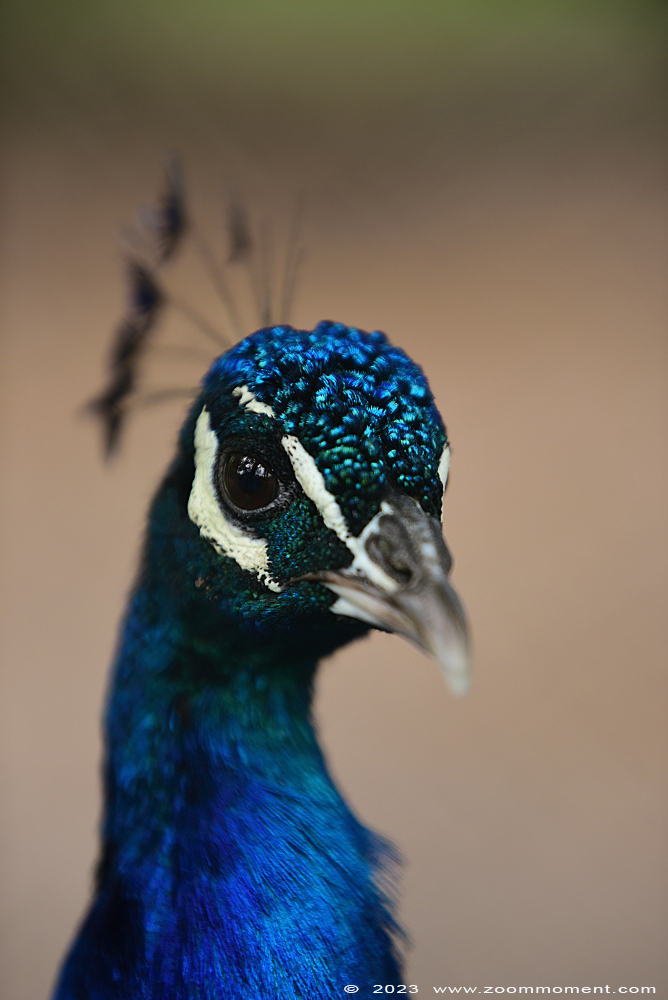 blauwe pauw ( Pavo cristatus ) Indian peafowl or blue peafowl
Keywords: Ziezoo Volkel Nederland blauwe pauw Pavo cristatus Indian peafowl