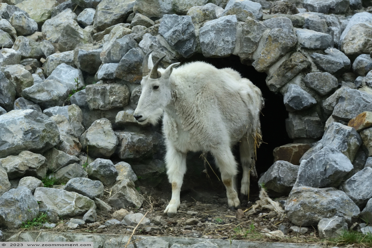 sneeuwgeit ( Oreamnos americanus ) mountain goat
Trefwoorden: Ziezoo Volkel Nederland sneeuwgeit Oreamnos americanus mountain goat