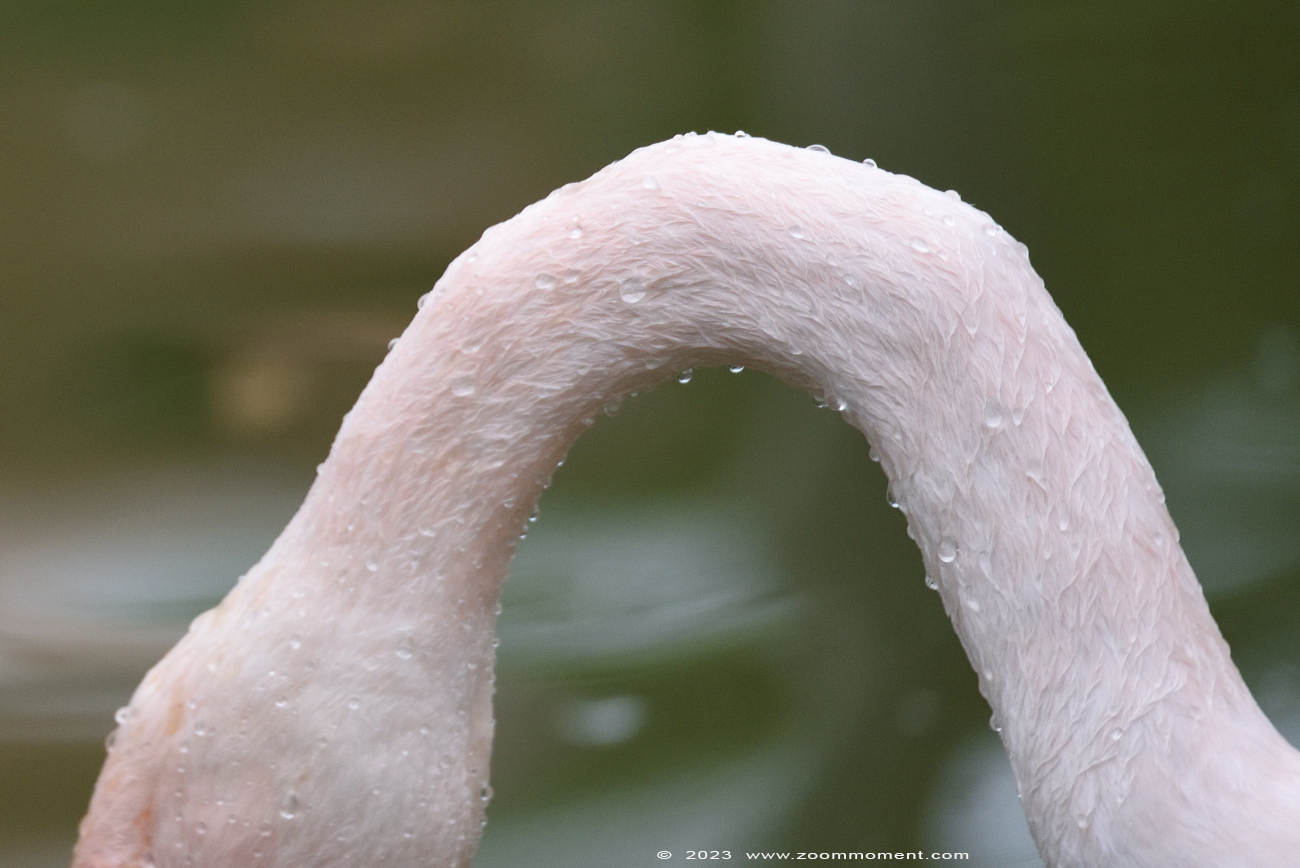 Europese flamingo ( Phoenicopterus roseus ) greater flamingo


Trefwoorden: Ziezoo Volkel Nederland Europese flamingo Phoenicopterus roseus greater flamingo