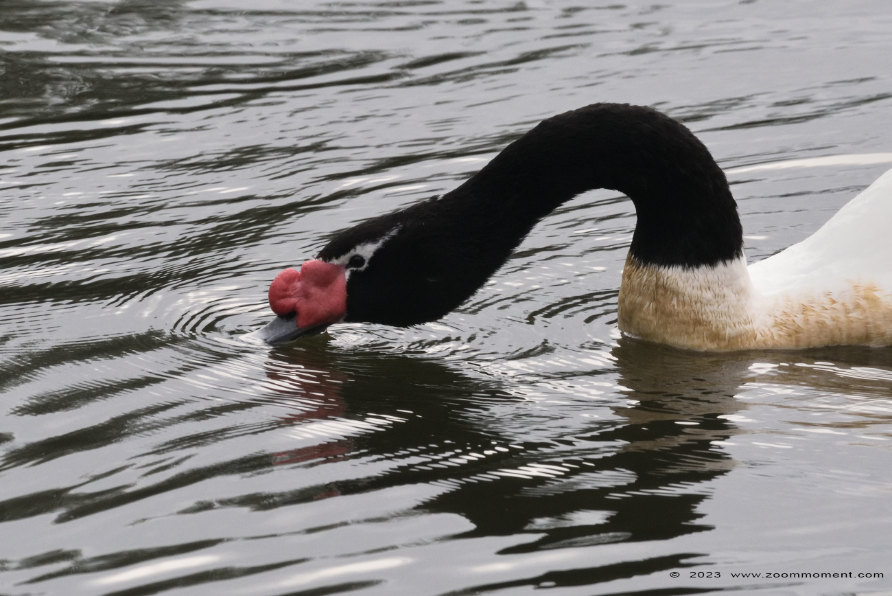 zwarthalszwaan  ( Cygnus melanocoryphus ) black necked swan
Trefwoorden: Ziezoo Volkel Nederland zwarthalszwaan Cygnus melanocoryphus black necked swan