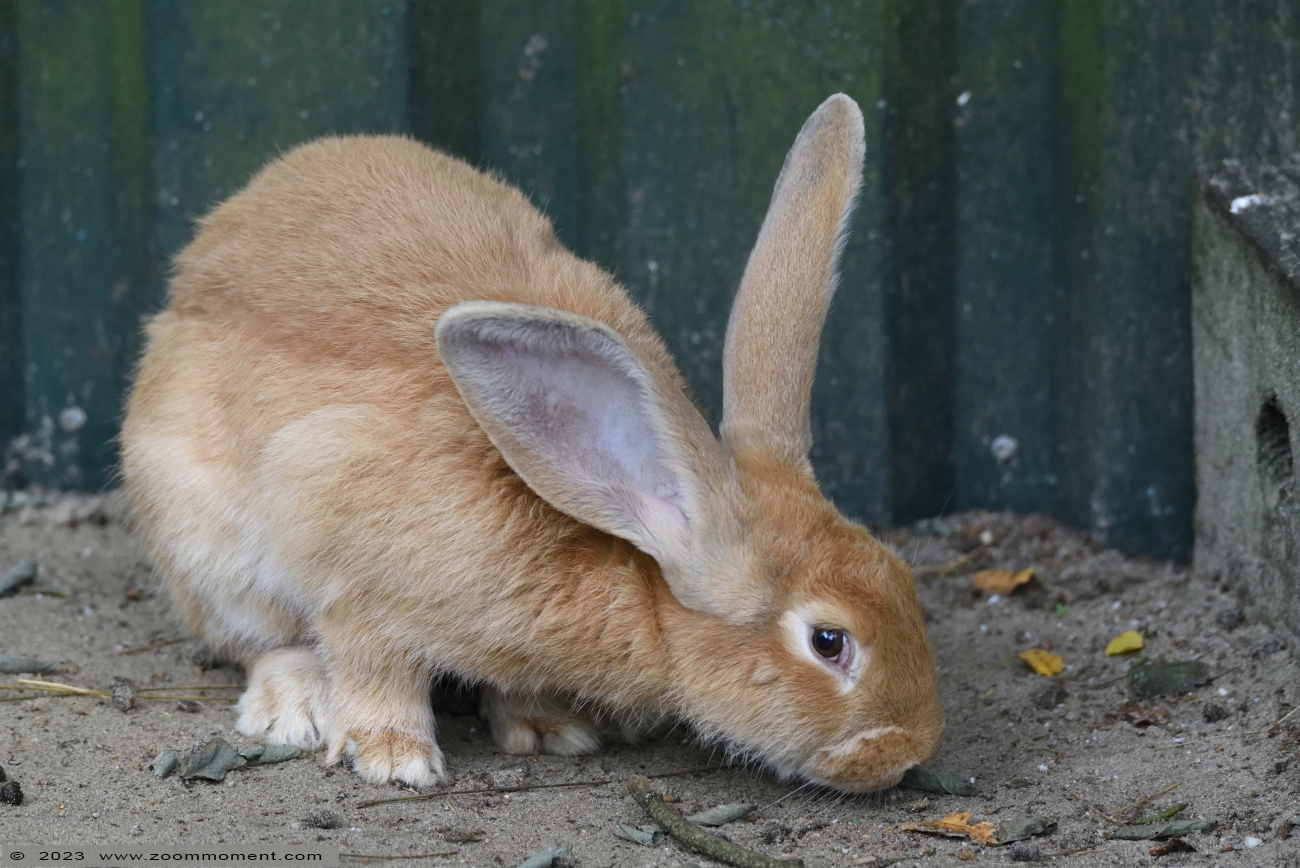 Vlaamse reus ( Oryctolagus cuniculus ) Flemish giant rabbit
Trefwoorden: Ziezoo Volkel Nederland Vlaamse reus Oryctolagus cuniculus Flemish giant rabbit