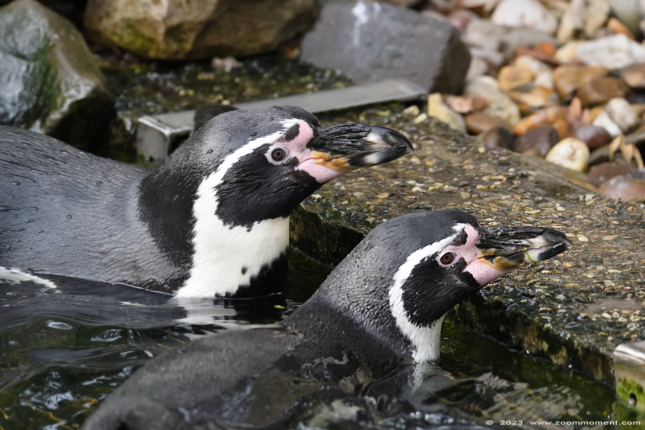 humboldtpinguïn ( Spheniscus humboldti ) humboldt penguin 
キーワード: Ziezoo Volkel Nederland humboldtpinguïn Spheniscus humboldti humboldt penguin