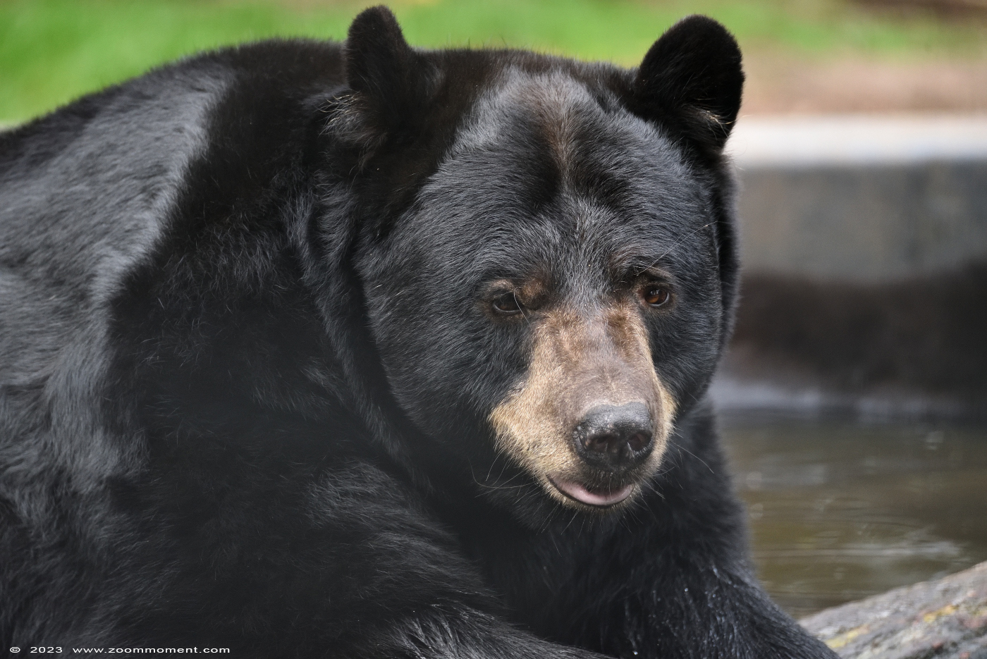 Amerikaanse zwarte beer ( Ursus americanus ) American black bear
Trefwoorden: Ziezoo Volkel Nederland Amerikaanse zwarte beer Ursus americanus American black bear