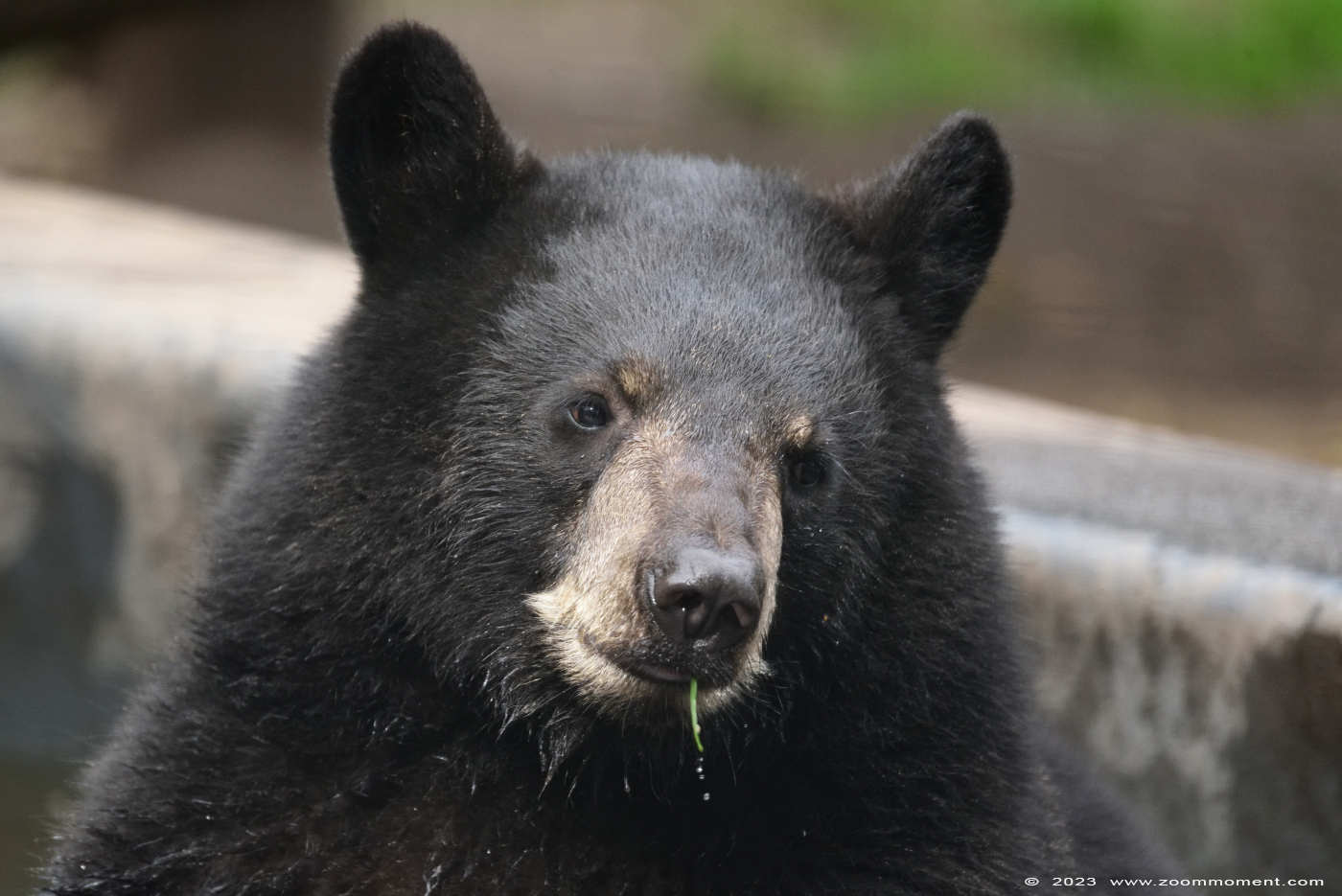 Amerikaanse zwarte beer ( Ursus americanus ) American black bear
Keywords: Ziezoo Volkel Nederland Amerikaanse zwarte beer Ursus americanus American black bear