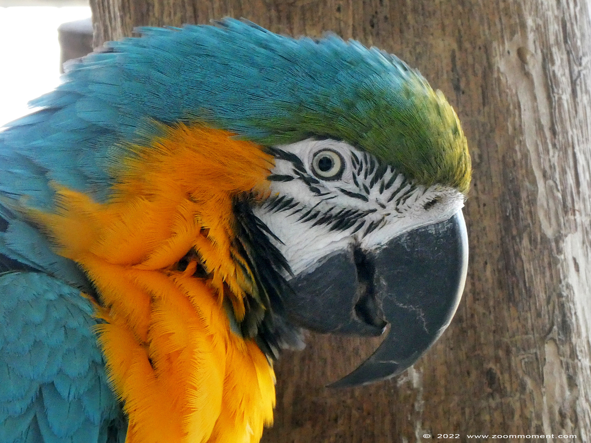 blauwgele ara ( Ara ararauna ) blue-and-yellow macaw
Keywords: Ziezoo Volkel Nederland blauwgele ara Ara ararauna blue yellow macaw
