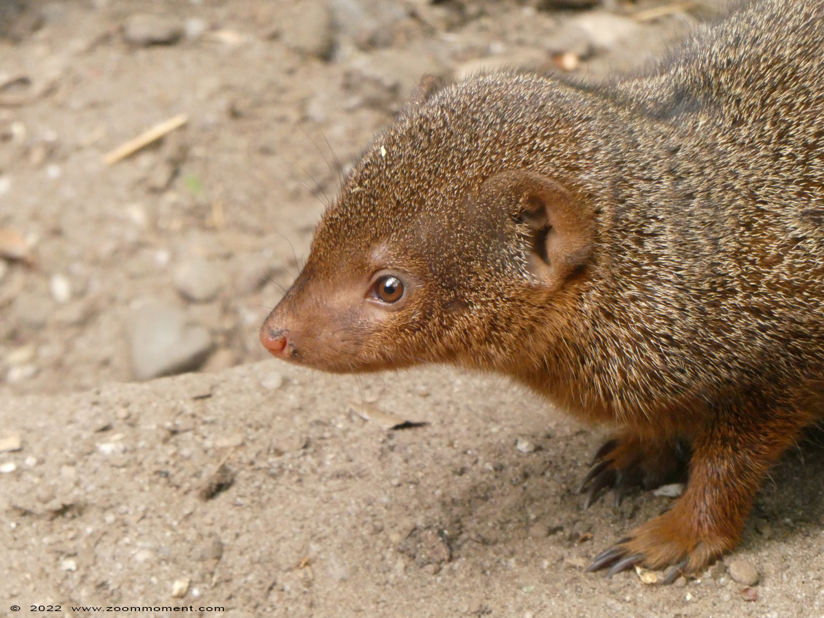 dwergmangoest ( Helogale parvula ) common dwarf mongoose
Keywords: Ziezoo Volkel Nederland dwergmangoest Helogale parvula dwarf mongoose