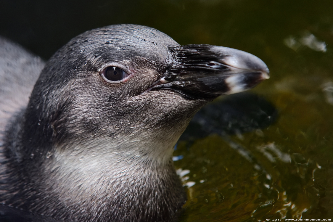 Afrikaanse pinguïn  ( Spheniscus demersus )  African penguin
Trefwoorden: Ziezoo Volkel Nederland Afrikaanse pinguïn  Spheniscus demersus   African penguin