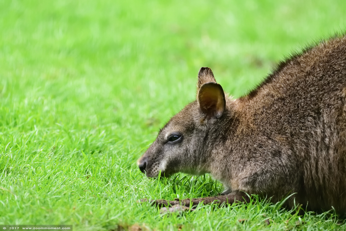 parma wallaby  ( Macropus parma ) 
Keywords: Ziezoo Volkel Nederland parma wallaby  Macropus parma  
