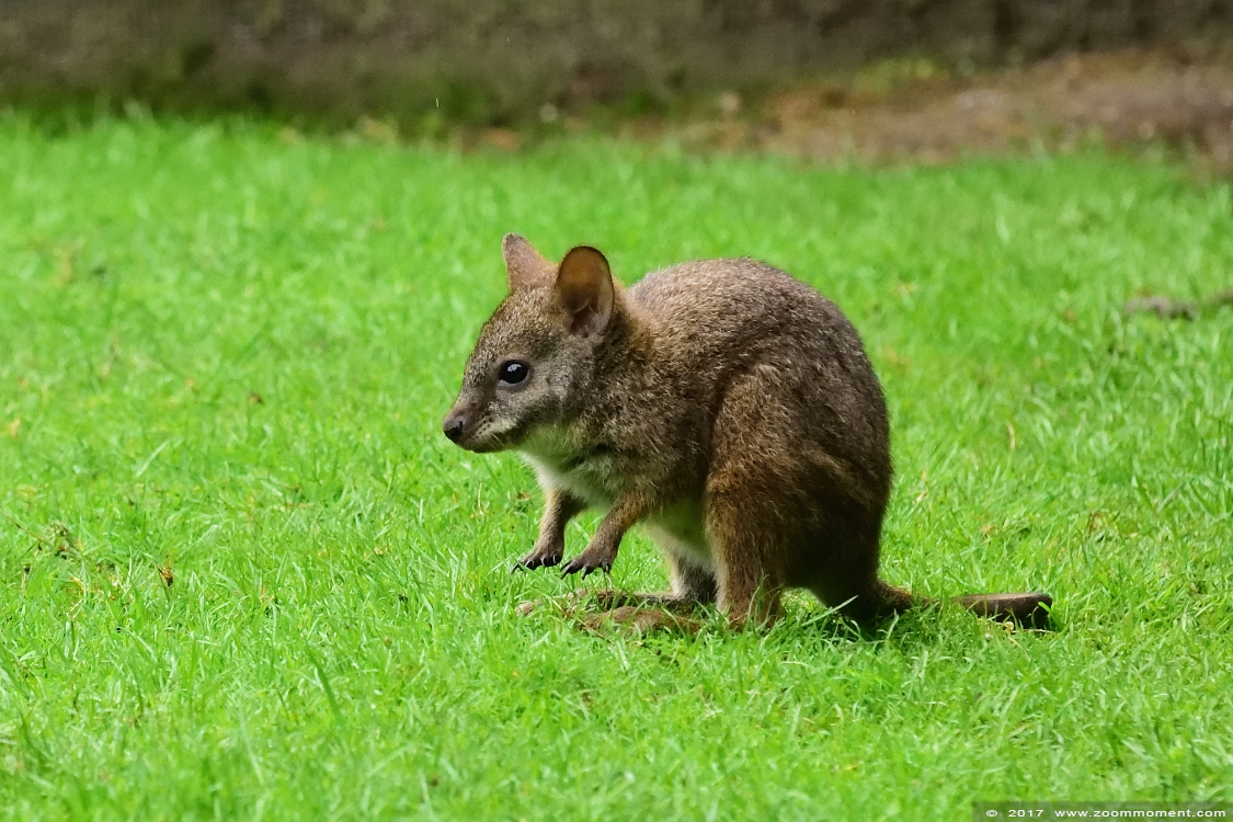 parma wallaby  ( Macropus parma ) 
Keywords: Ziezoo Volkel Nederland parma wallaby  Macropus parma  