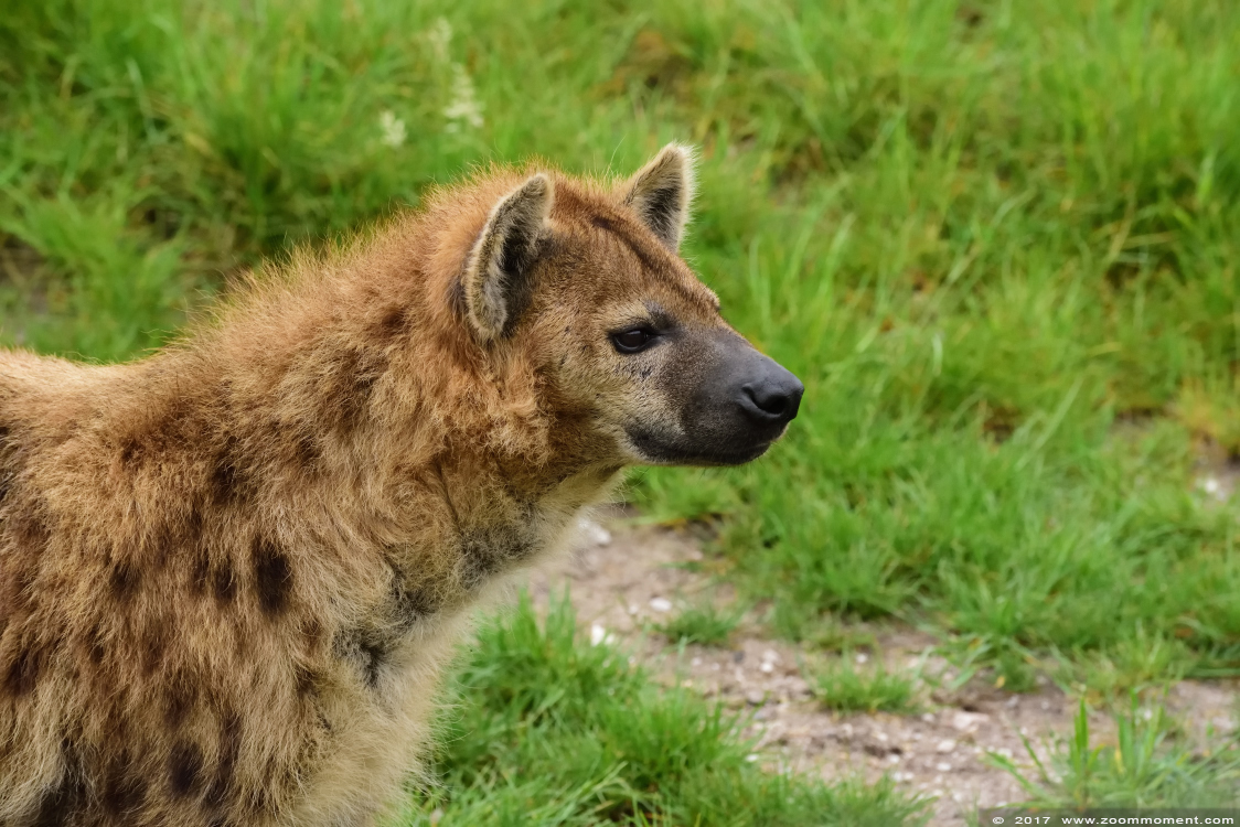 gevlekte hyena  ( Crocuta crocuta )   spotted hyena 
Trefwoorden: Ziezoo Volkel Nederland gevlekte hyena  Crocuta crocuta  spotted hyena 