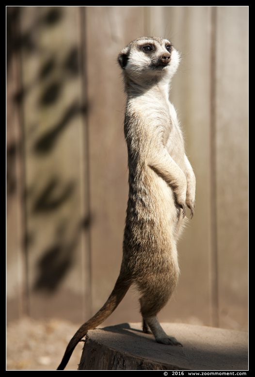 stokstaartje of aardmannetje ( Suricata suricatta )  meerkat or suricate
Trefwoorden: Ziezoo Volkel Nederland stokstaartje aardmannetje Suricata suricatta meerkat suricate