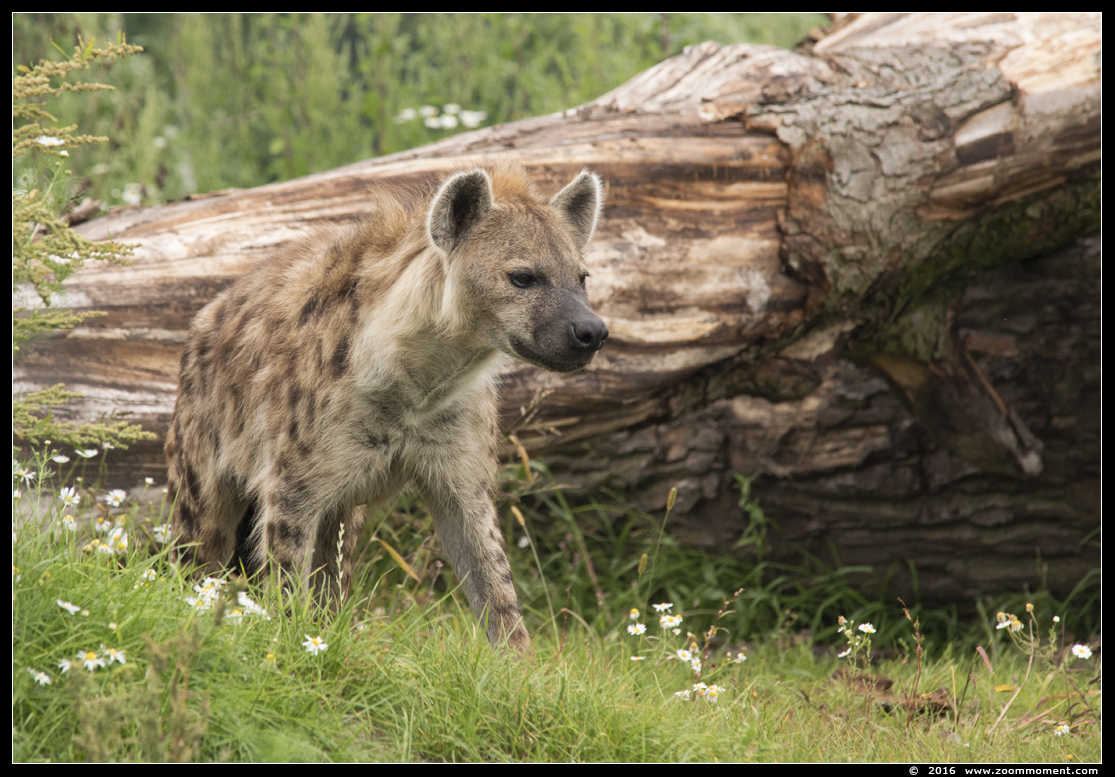 gevlekte hyena  ( Crocuta crocuta )   spotted hyena 
Trefwoorden: Ziezoo Volkel Nederland gevlekte hyena  Crocuta crocuta  spotted hyena 