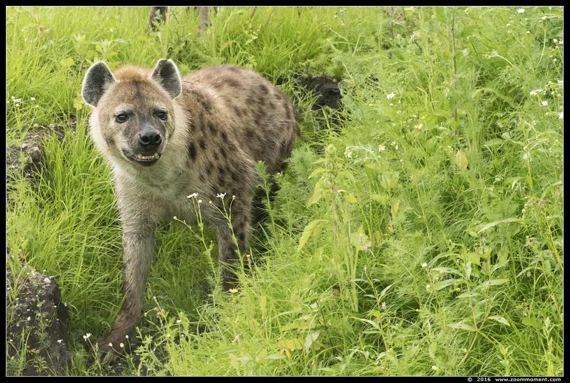 gevlekte hyena   ( Crocuta crocuta )  spotted hyena
Voor het eerst in het nieuwe buitenverblijf
For the first time in a new outside exhibit
Trefwoorden: Ziezoo Volkel Nederland gevlekte hyena  Crocuta crocuta  spotted hyena