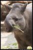 _DSC3089_Ziezoo16_tapir_kl.jpg