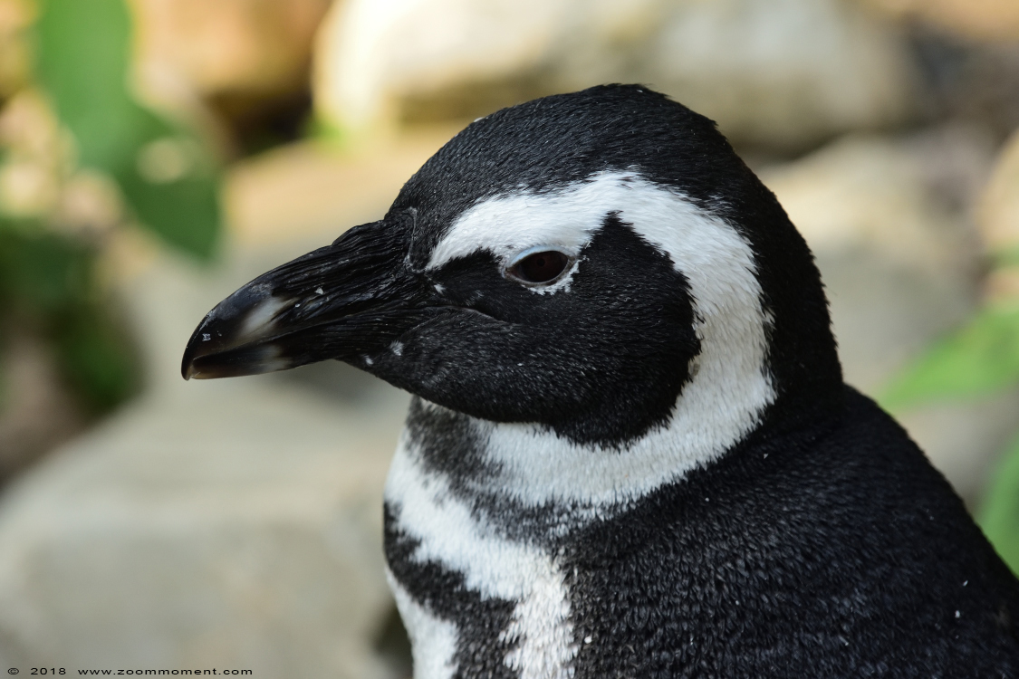 Afrikaanse pinguin of zwartvoetpinguïn ( Spheniscus demersus ) African penguin
Trefwoorden: Ziezoo Volkel Nederland Afrikaanse pinguin Spheniscus demersus penguin