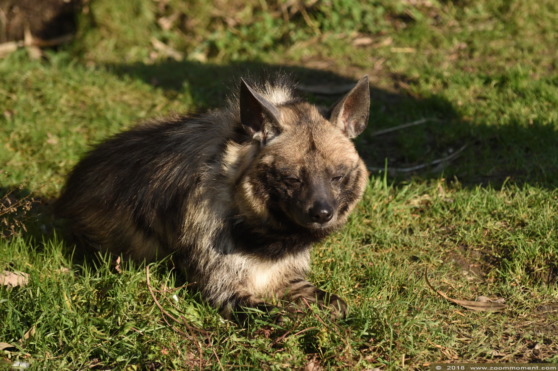 gestreepte hyena  ( Hyaena hyaena dubbah )  striped hyena
Keywords: Ziezoo Volkel Nederland gestreepte hyena Hyaena hyaena dubbah striped hyena