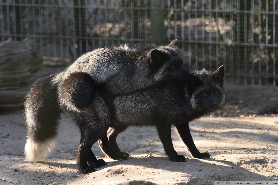 zilvervos ( Vulpes vulpes ) fox
Keywords: Ziezoo Volkel Nederland zilvervos Vulpes vulpes fox