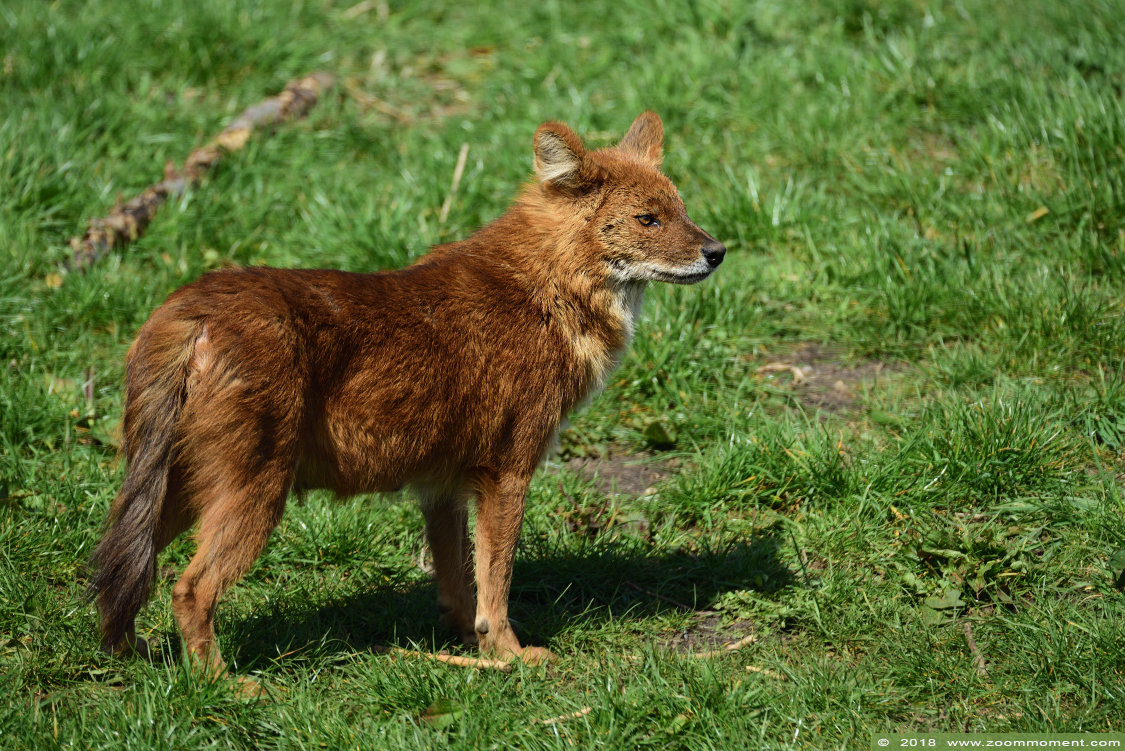 Aziatische of Chinese rode hond ( Cuon alpinus lepturus ) Asiatic wild dog
Trefwoorden: Ziezoo Volkel Nederland Aziatische rode hond Cuon alpinus  Asiatic wild dog Kiangsi