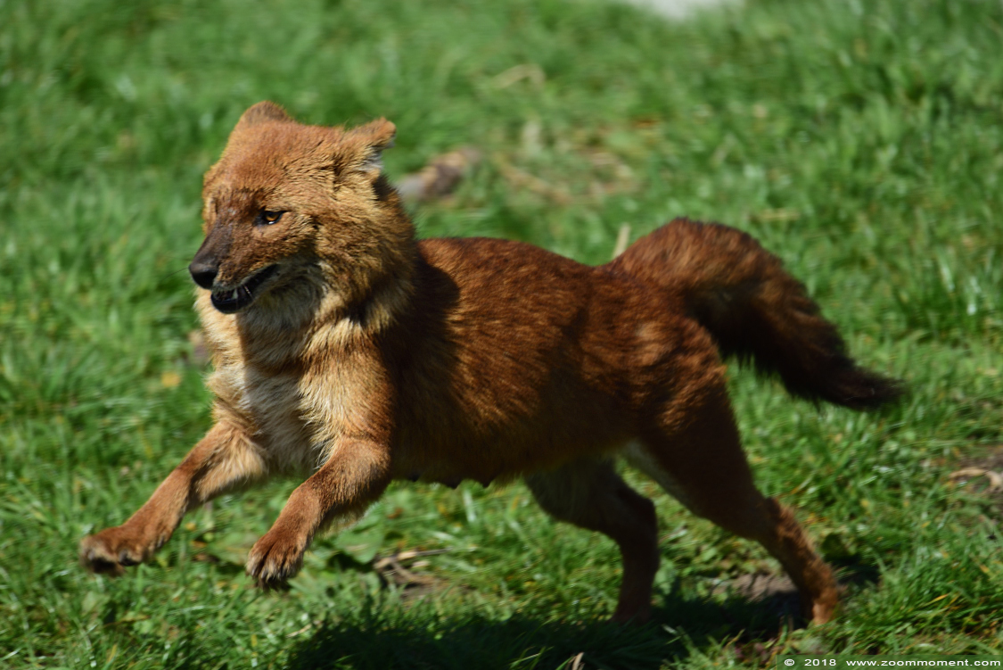 Aziatische of Chinese rode hond ( Cuon alpinus lepturus ) Asiatic wild dog
Trefwoorden: Ziezoo Volkel Nederland Aziatische rode hond Cuon alpinus  Asiatic wild dog Kiangsi