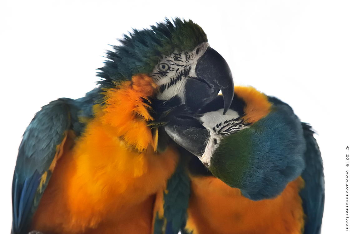 blauwgele ara ( Ara ararauna ) blue-and-yellow macaw
Keywords: Ziezoo Volkel Nederland blauwgele ara  Ara ararauna  blue  yellow macaw