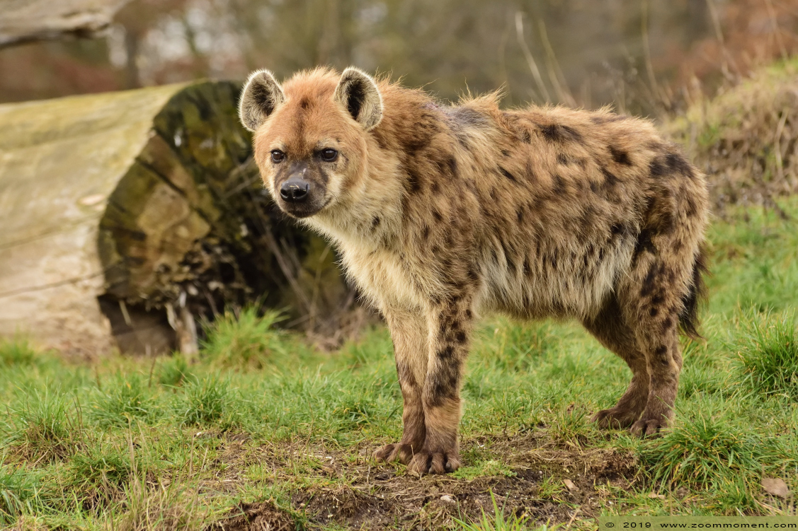 gevlekte hyena  ( Crocuta crocuta )   spotted hyena 
Trefwoorden: Ziezoo Volkel Nederland gevlekte hyena Crocuta crocuta spotted hyena