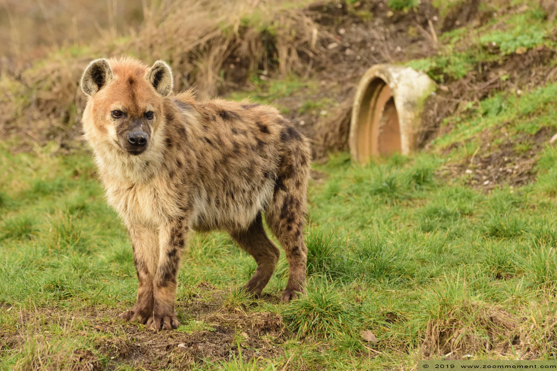 gevlekte hyena  ( Crocuta crocuta )   spotted hyena 
Trefwoorden: Ziezoo Volkel Nederland gevlekte hyena Crocuta crocuta spotted hyena