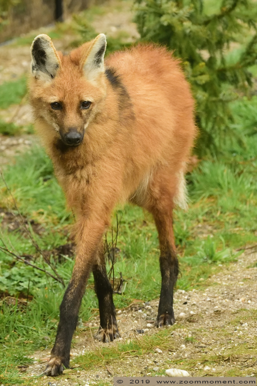 manenwolf  ( Chrysocyon brachyurus ) maned wolf
Trefwoorden: Ziezoo Volkel Nederland manenwolf Chrysocyon brachyurus maned wolf