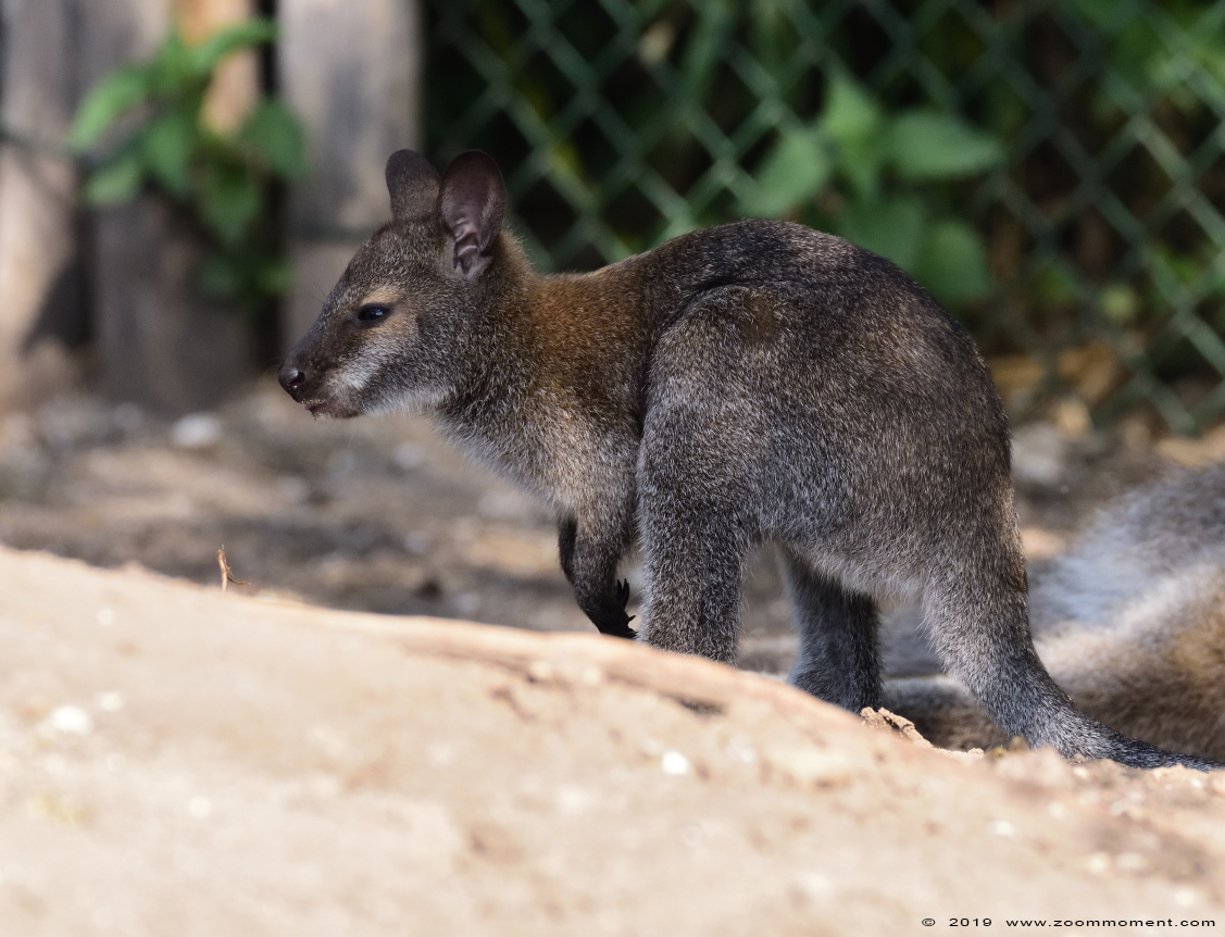 Bennett- of roodnekwallaby ( Macropus rufogriseus ) red necked wallaby
Keywords: Ziezoo Volkel Nederland Bennett  roodnekwallaby  Macropus rufogriseus  red necked wallaby