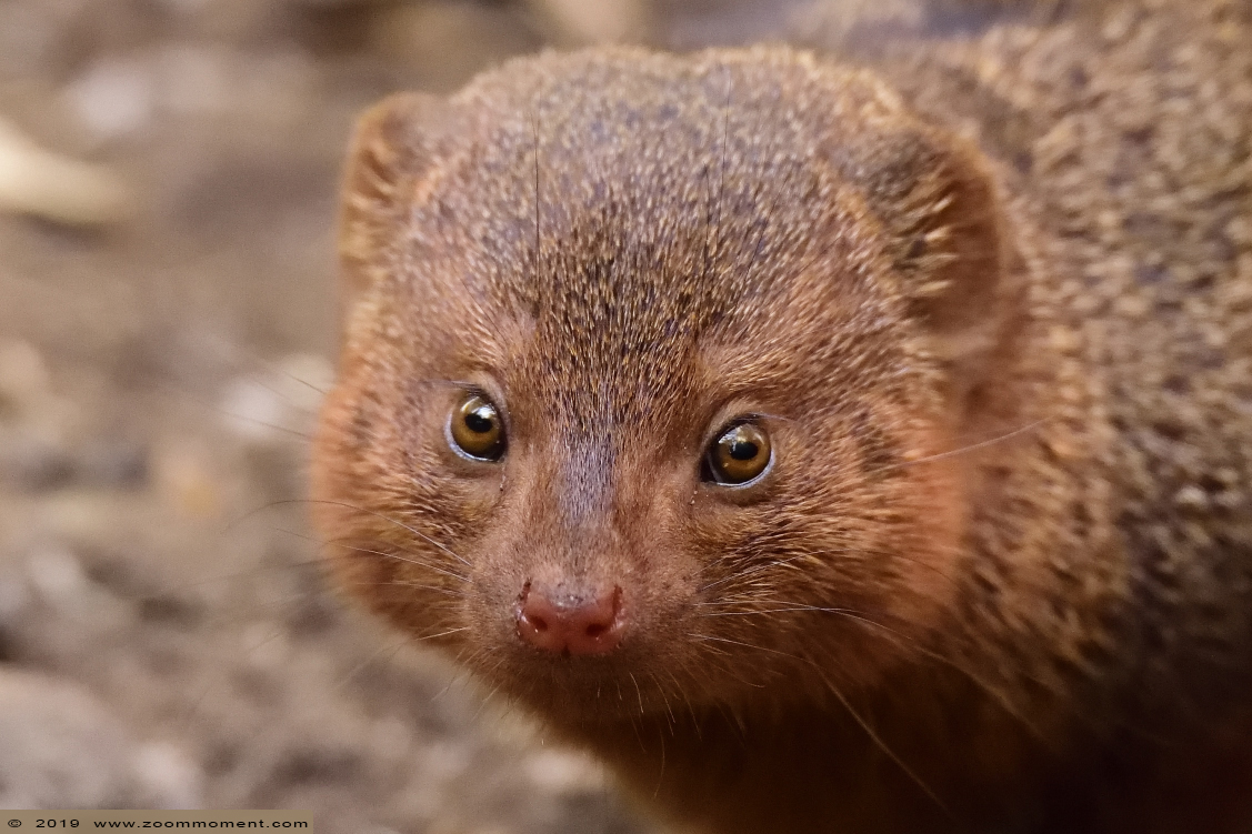 dwergmangoest ( Helogale parvula ) common dwarf mongoose
Palabras clave: Ziezoo Volkel Nederland dwergmangoest  Helogale parvula  common dwarf mongoose
