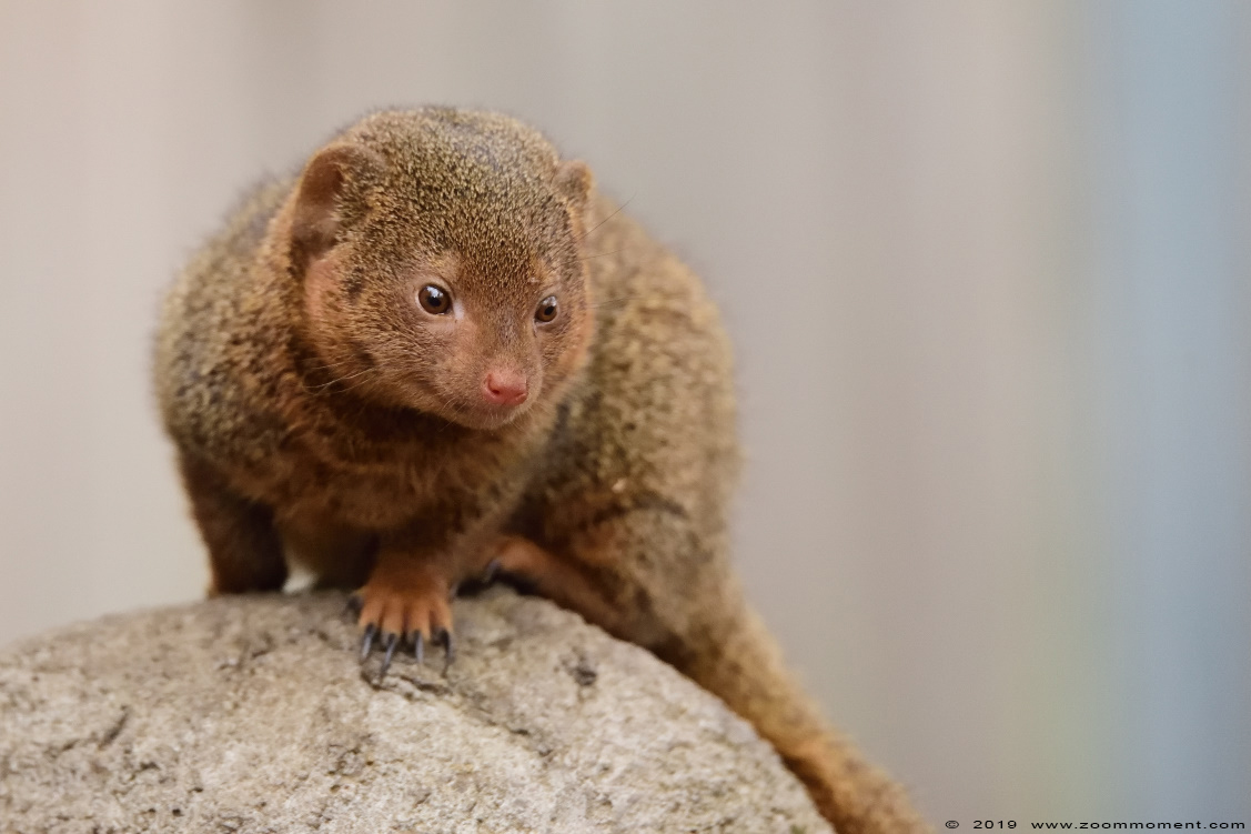 dwergmangoest ( Helogale parvula ) common dwarf mongoose
Mots-clés: Ziezoo Volkel Nederland dwergmangoest  Helogale parvula  common dwarf mongoose