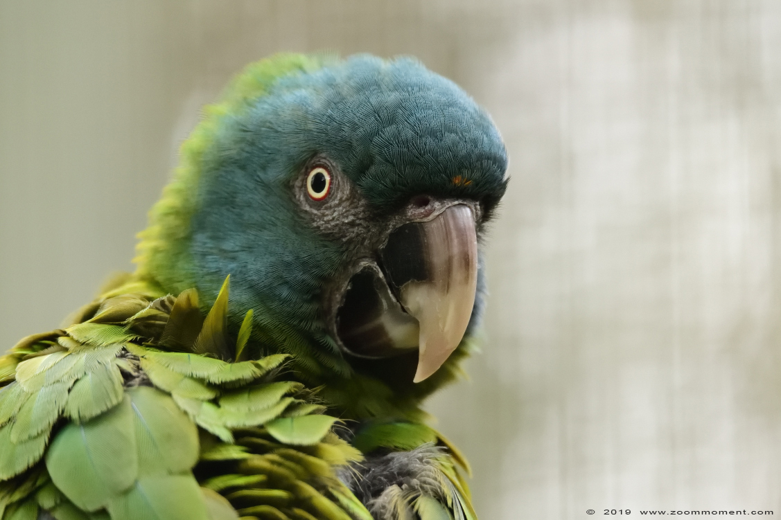 blauwkopara ( Primolius couloni ) blue haeded macaw
Ключови думи: Ziezoo Volkel Nederland blauwkopara Primolius couloni  blue haeded macaw