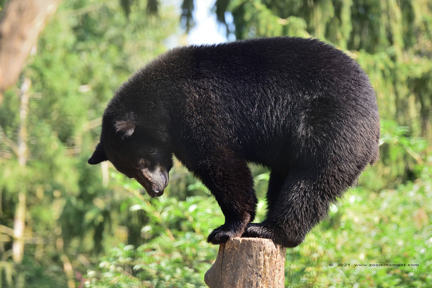Amerikaanse zwarte beer ( Ursus americanus )  American black bear
Keywords: Ziezoo Volkel Nederland Amerikaanse zwarte beer Ursus americanus American black bear