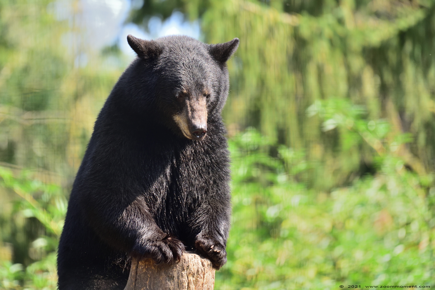 Amerikaanse zwarte beer ( Ursus americanus )  American black bear
Trefwoorden: Ziezoo Volkel Nederland Amerikaanse zwarte beer Ursus americanus American black bear