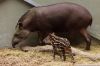 DSC_22649_Ziezoo19_tapir_yoepc.jpg
