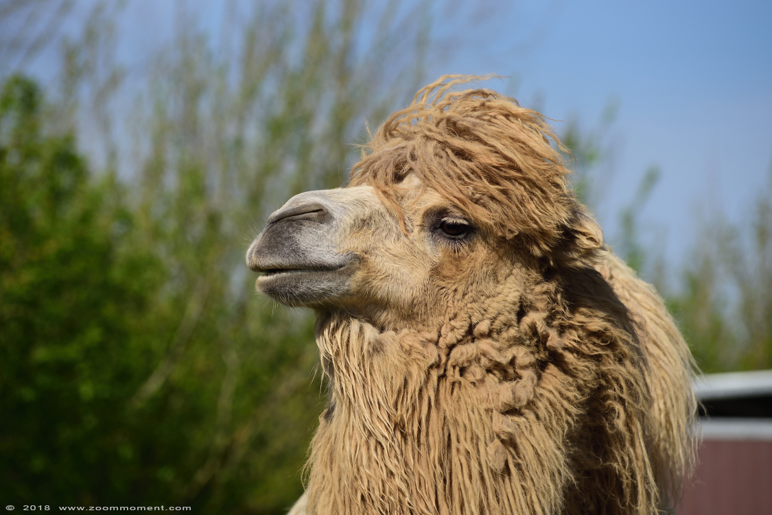 kameel  ( Camelus bactrianus )  Bactrian camel 
Trefwoorden: De Zonnegloed Belgium kameel  Camelus bactrianus  Bactrian camel 