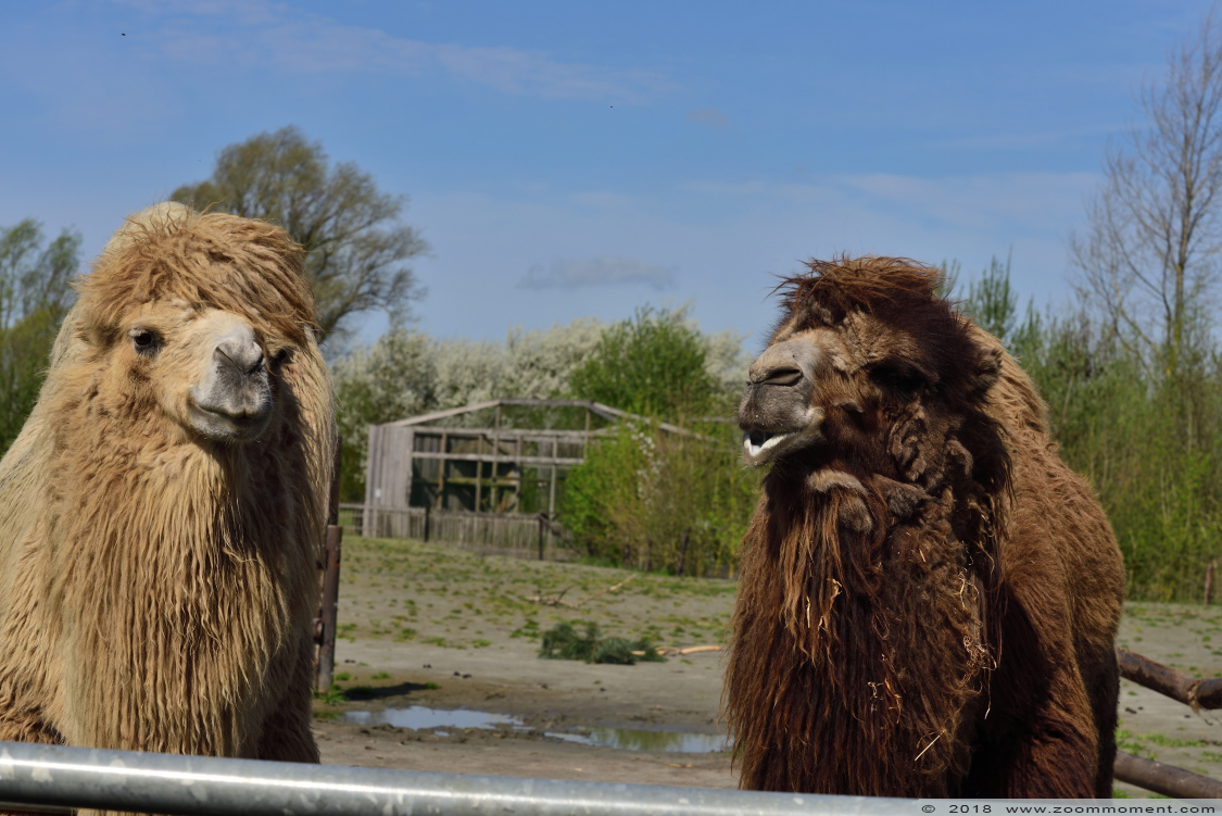 kameel  ( Camelus bactrianus )  Bactrian camel 
Keywords: De Zonnegloed Belgium kameel  Camelus bactrianus  Bactrian camel 