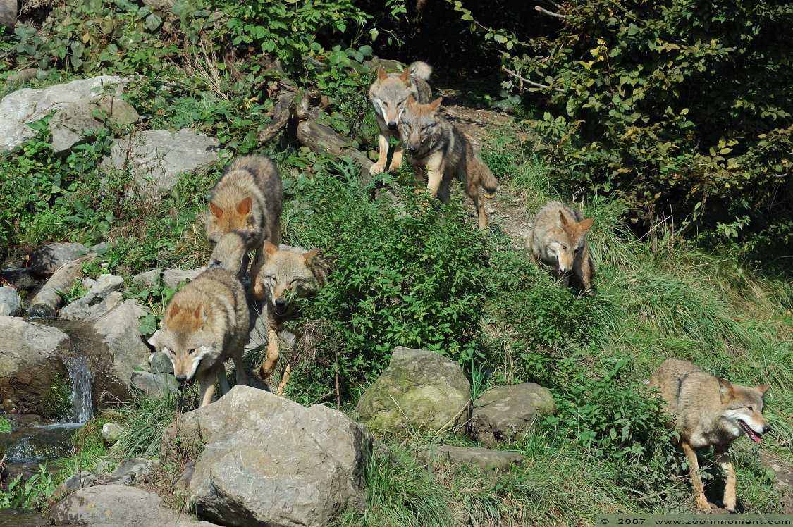 Mongoolse wolf ( Canis lupus chanco ) Himalayan wolf
Trefwoorden: Zuerich Zürich zoo Zwitserland wolf Mongoolse wolf  Canis lupus chanco Himalayan wolf