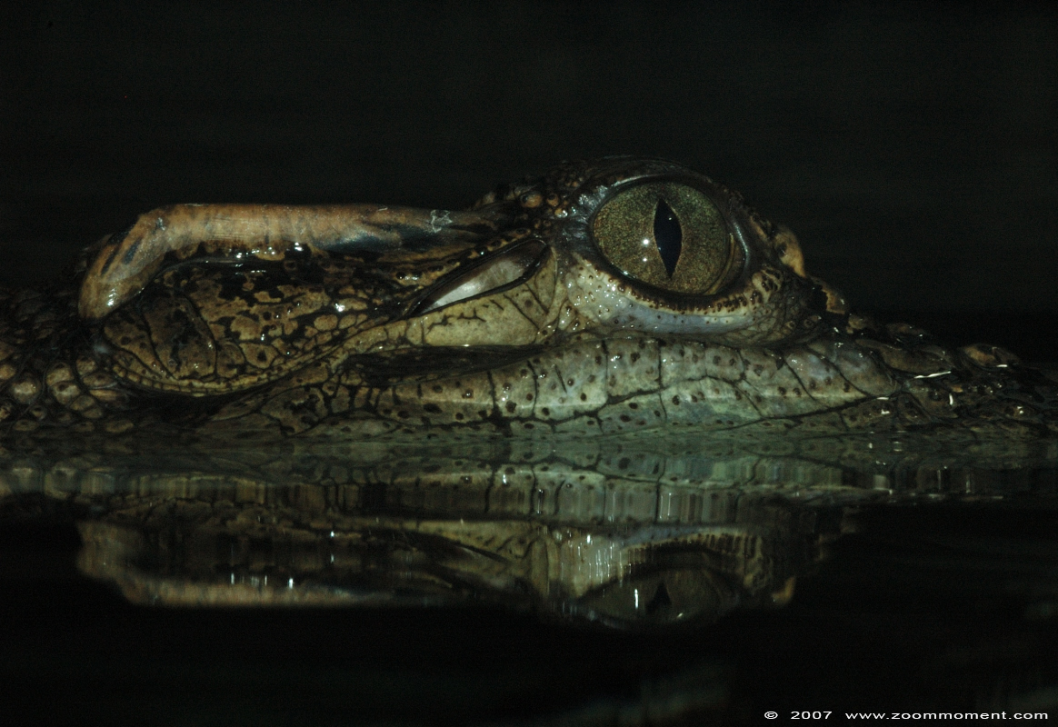 Siam krokodil  ( Crocodylus siamensis )  Siamese crocodile
Keywords: Zuerich Zürich zoo Zwitserland Siam krokodil Crocodylus siamensis Siamese crocodile