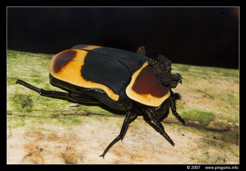 kongo rozenkever of dola   ( Pachnoda marginata )  fruit beetle
Ključne reči: Zuerich Zürich zoo Zwitserland rozenkever Pachnoda marginata  fruit beetle dola kever