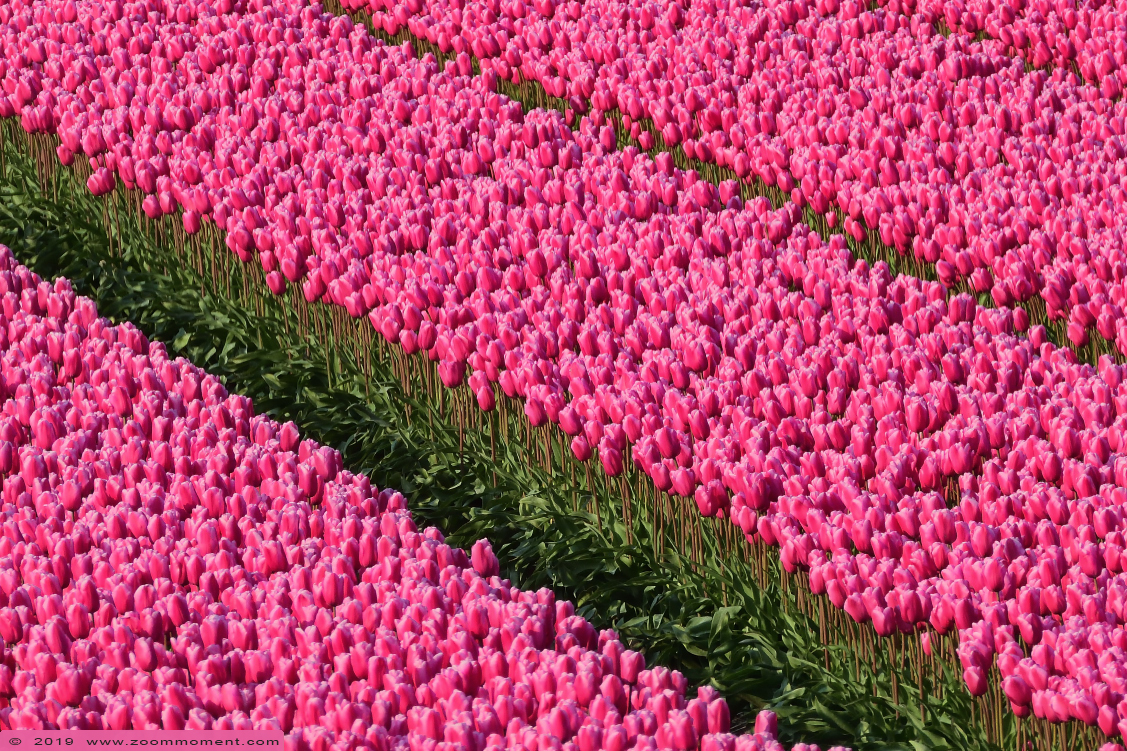 tulpen Nieuwe-Tonge tulips
Trefwoorden: Nieuwe Tonge Nederland  tulp tulip